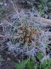 Thelocactus bicolor bicolor