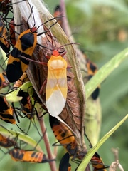 Oncopeltus fasciatus