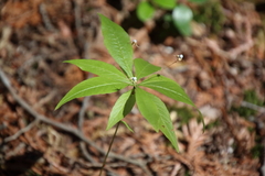 Lysimachia borealis