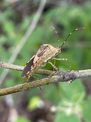 Hypselonotus punctiventris