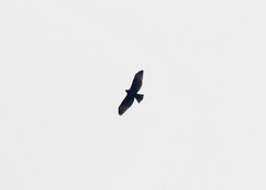 Buteo brachyurus