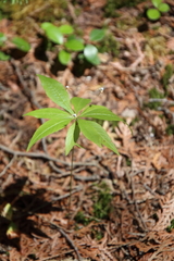 Lysimachia borealis
