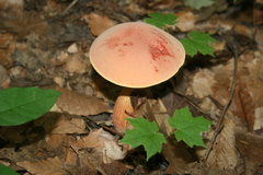 Lanmaoa pseudosensibilis
