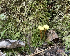 Hygrocybe ceracea