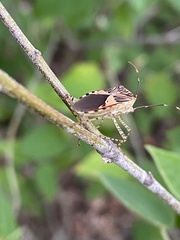 Hypselonotus punctiventris