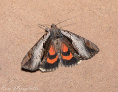 Catocala ultronia