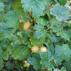Ribes watsonianum