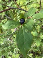 Vaccinium membranaceum