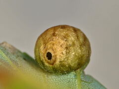 Pediaspis aceris