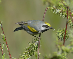 Vermivora chrysoptera