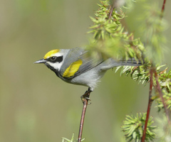 Vermivora chrysoptera