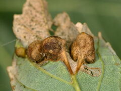 Pediaspis aceris