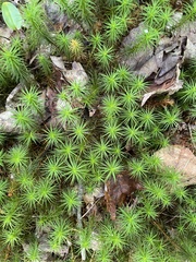 Polytrichum commune