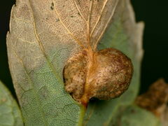 Pediaspis aceris