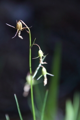 Campanula rotundifolia