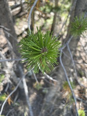 Pinus contorta