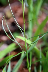 Campanula rotundifolia