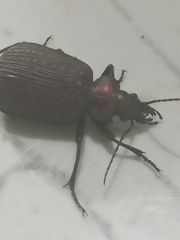 Calosoma alternans