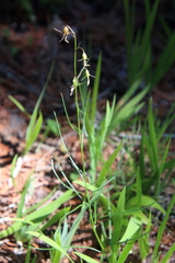 Campanula rotundifolia