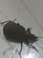 Calosoma alternans