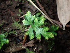 Selaginella