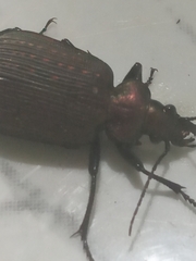 Calosoma alternans