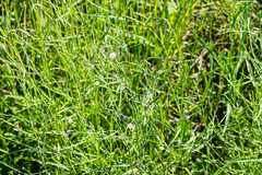 Symphyotrichum subulatum