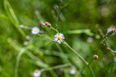 Symphyotrichum subulatum