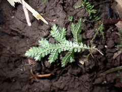 Selaginella