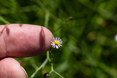 Symphyotrichum subulatum