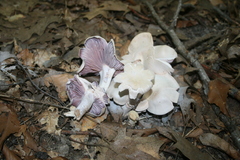 Laccaria ochropurpurea