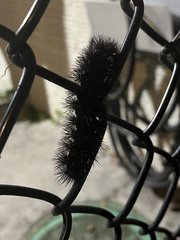 Hypercompe scribonia