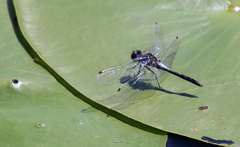 Leucorrhinia