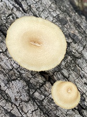 Lentinus