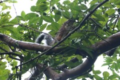 Sciurus variegatoides