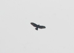 Buteo brachyurus