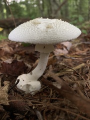 Amanita abrupta