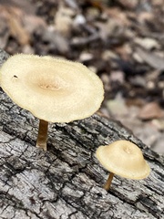 Lentinus