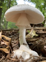 Amanita abrupta