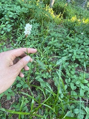 Bistorta bistortoides