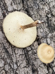 Lentinus