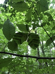 Litylenchus crenatae