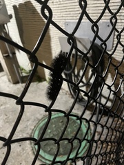 Hypercompe scribonia