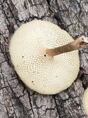 Lentinus