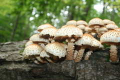 Pholiota squarrosoides