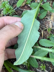 Bistorta bistortoides