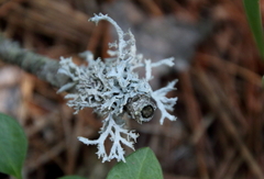 Pseudevernia consocians