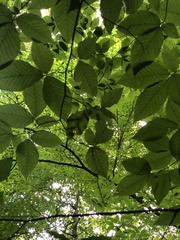 Litylenchus crenatae