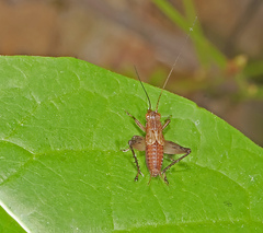 Gryllidae