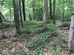 Smilax